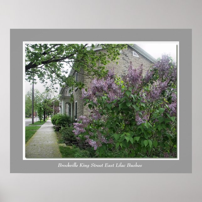 Brockville King Street East Lilac Bushes Poster (Vorne)