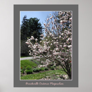 Brockville Ontario Magnolias Poster