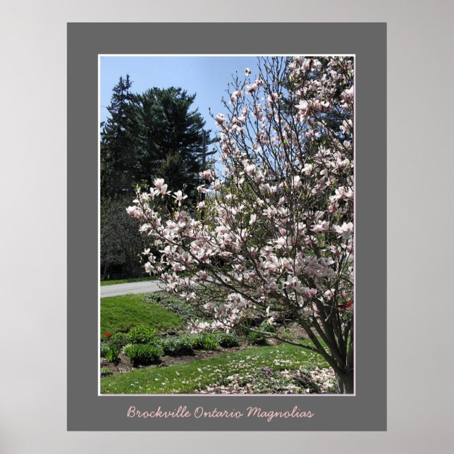 Brockville Ontario Magnolias Poster (Vorne)