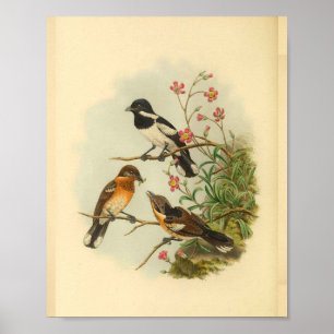 Brodie's Fliegenschnäpper Brauner Vogel Vintage-Dr Poster