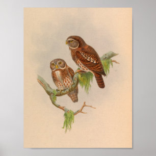 Brodies Owl Owlet Brown Vintag Bird Art Print Poster
