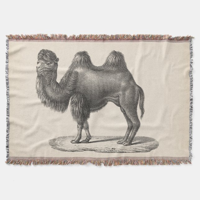 Brodtmann Camel Sketch Decke (Vorderseite)