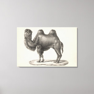 Brodtmann Camel Sketch Leinwanddruck