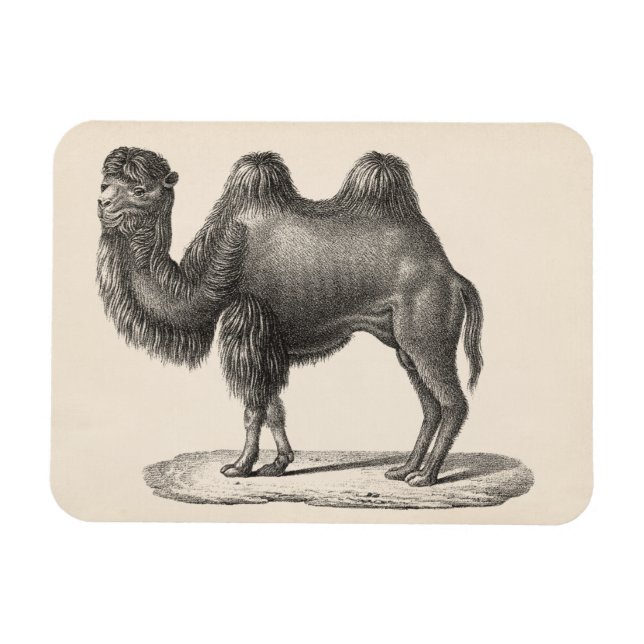 Brodtmann Camel Sketch Magnet (Horizontal)