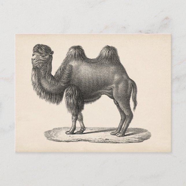 Brodtmann Camel Sketch Postkarte (Vorderseite)