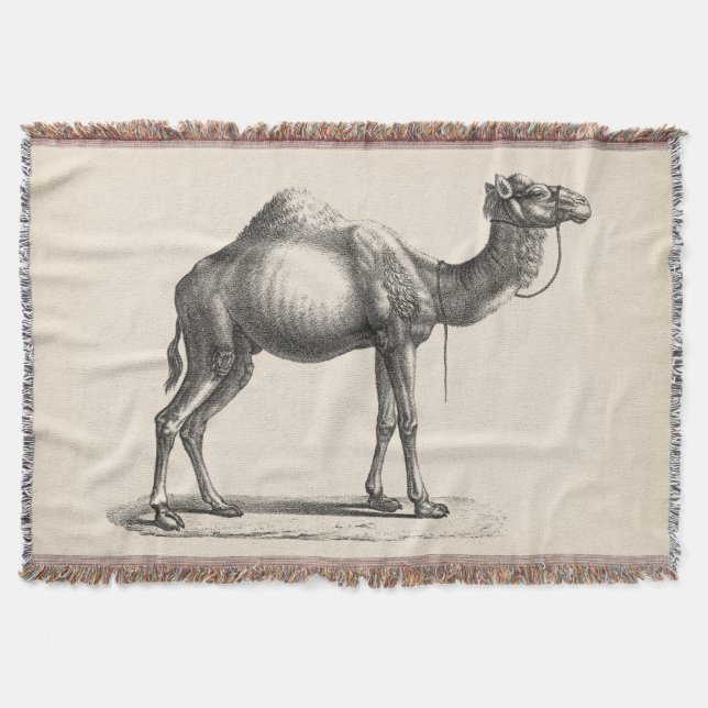 Brodtmann Dromedary Camel Sketch Decke (Vorderseite)