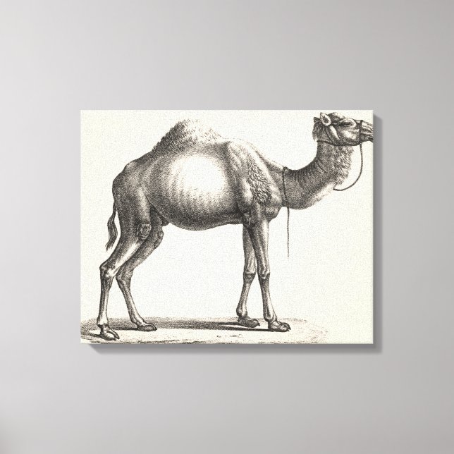 Brodtmann Dromedary Camel Sketch Leinwanddruck (Vorderseite)