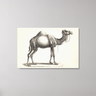 Brodtmann Dromedary Camel Sketch Leinwanddruck