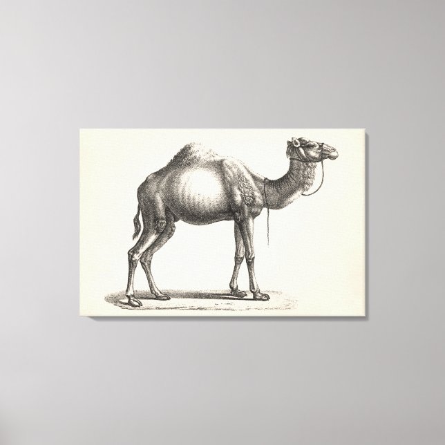 Brodtmann Dromedary Camel Sketch Leinwanddruck (Vorderseite)