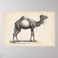 Brodtmann Dromedary Camel Sketch