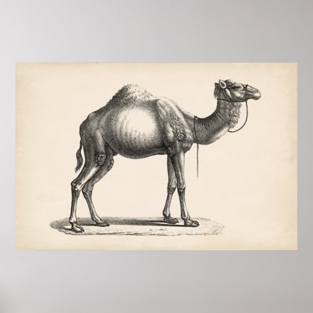 Brodtmann Dromedary Camel Sketch Poster (Vorne)