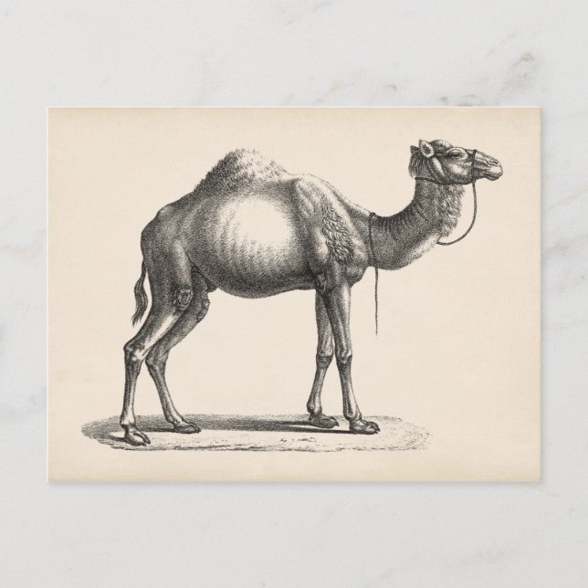 Brodtmann Dromedary Camel Sketch Postkarte (Vorderseite)