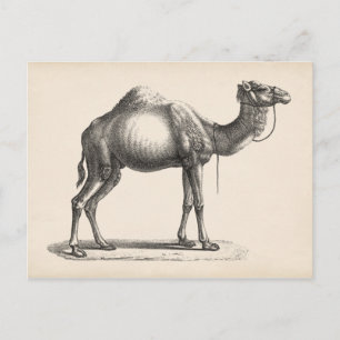 Brodtmann Dromedary Camel Sketch Postkarte