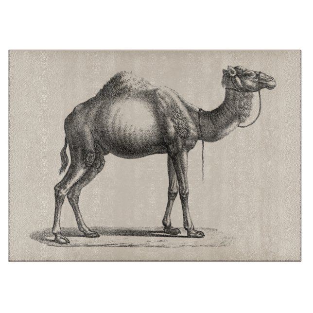 Brodtmann Dromedary Camel Sketch Schneidebrett (Vorderseite)