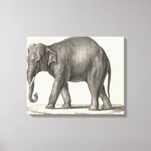 Brodtmann Elephant Sketch Leinwanddruck (Vorderseite)