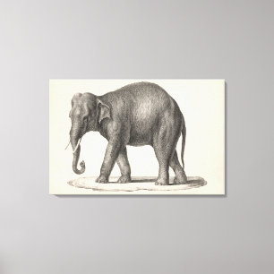 Brodtmann Elephant Sketch Leinwanddruck