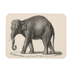 Brodtmann Elephant Sketch Magnet