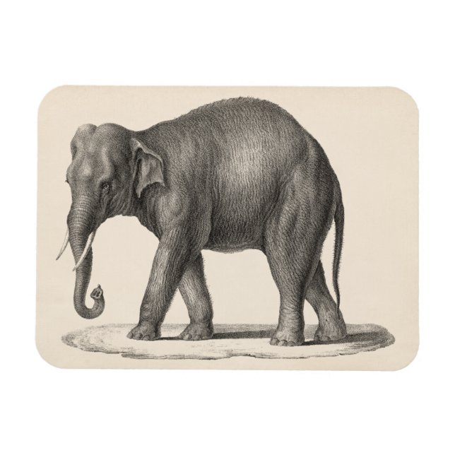 Brodtmann Elephant Sketch Magnet (Horizontal)