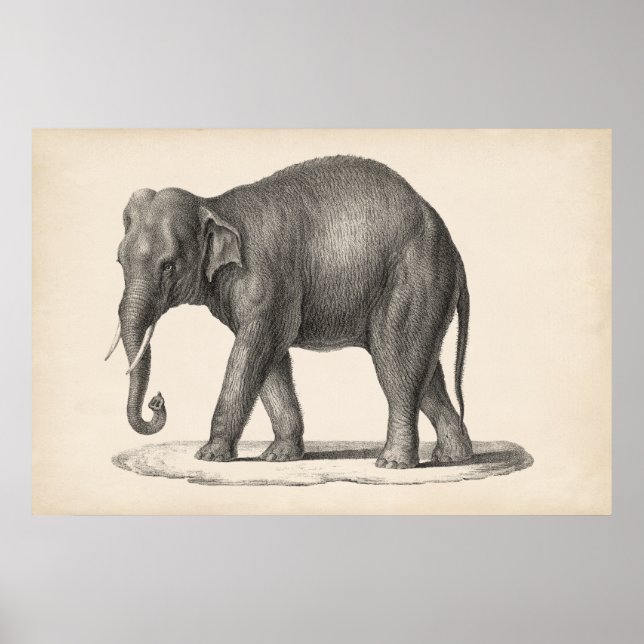Brodtmann Elephant Sketch Poster (Vorne)