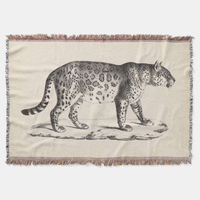 Brodtmann Leopard Sketch Decke (Vorderseite)