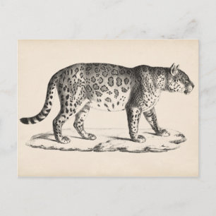 Brodtmann Leopard Sketch Postkarte