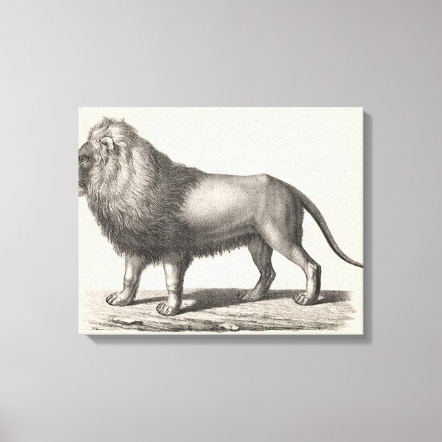 Brodtmann Lion Sketch Leinwanddruck (Vorderseite)