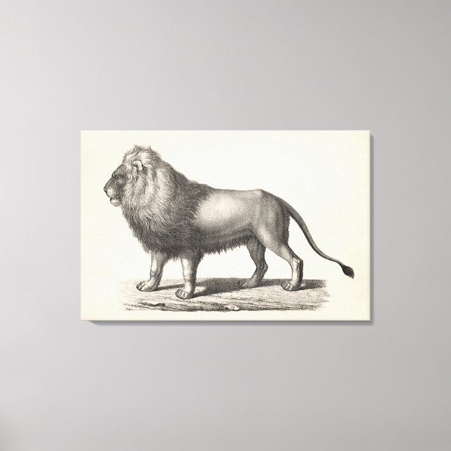 Brodtmann Lion Sketch Leinwanddruck (Vorderseite)