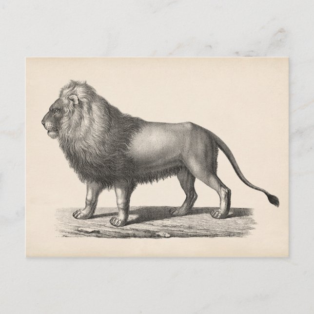 Brodtmann Lion Sketch Postkarte (Vorderseite)