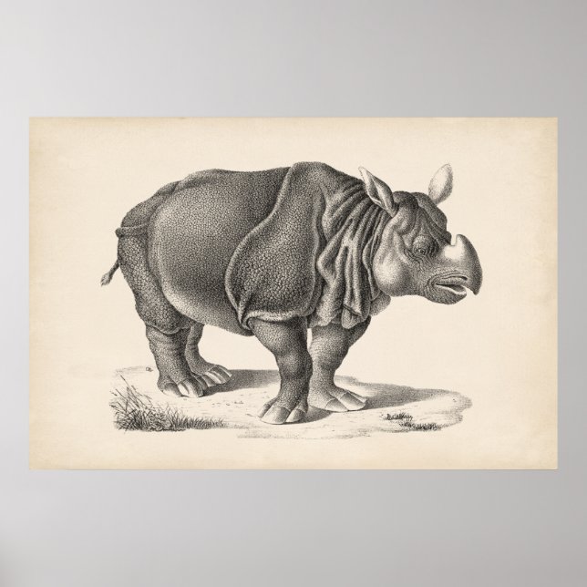 Brodtmann Rhinoceros Sketch Poster (Vorne)