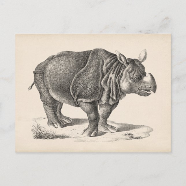 Brodtmann Rhinoceros Sketch Postkarte (Vorderseite)