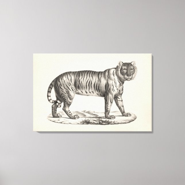 Brodtmann Tiger Sketch Leinwanddruck (Vorderseite)