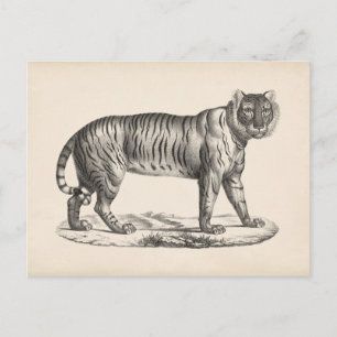 Brodtmann Tiger Sketch Postkarte