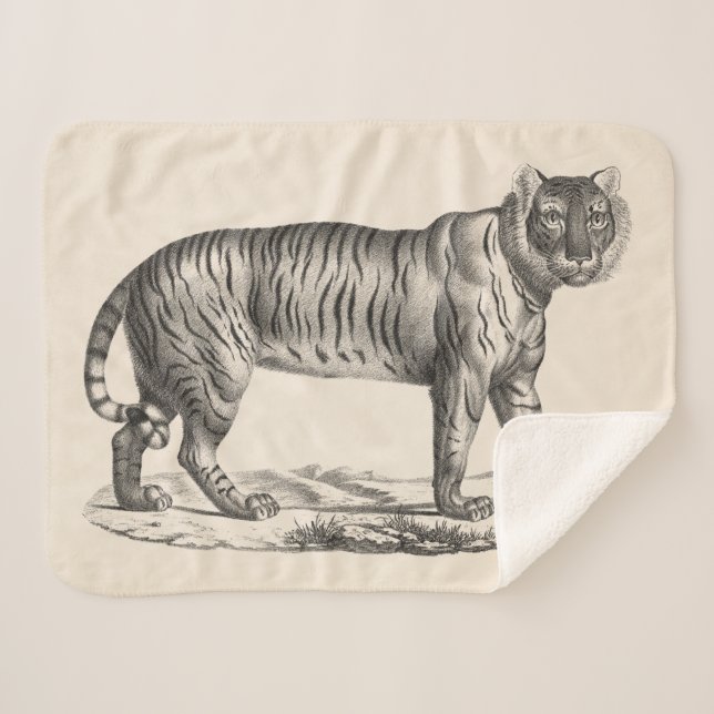 Brodtmann Tiger Sketch Sherpadecke (Vorderseite (Horizontal))