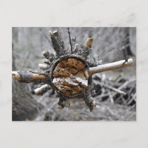 Broken Pine Postkarte