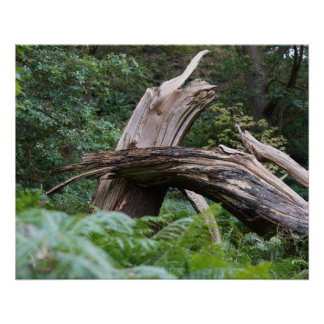 Broken Tree Poster