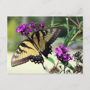 Broken Wing Postcard Postkarte