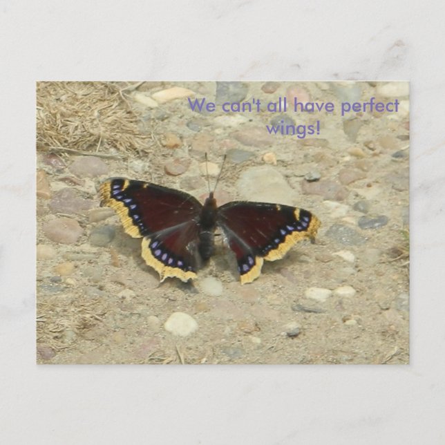 Broken Wing Potcard Postkarte (Vorderseite)