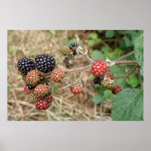 Brombeer Bonanza Druck Poster