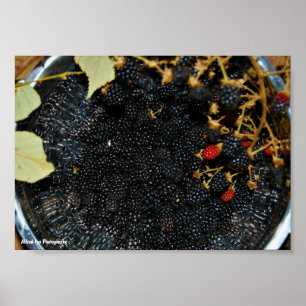 Brombeeren im Sieb Poster