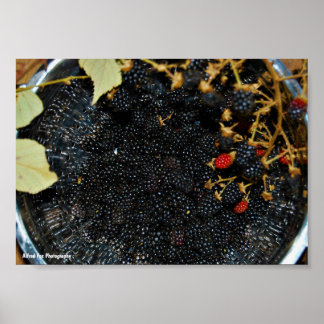 Brombeeren im Sieb Poster
