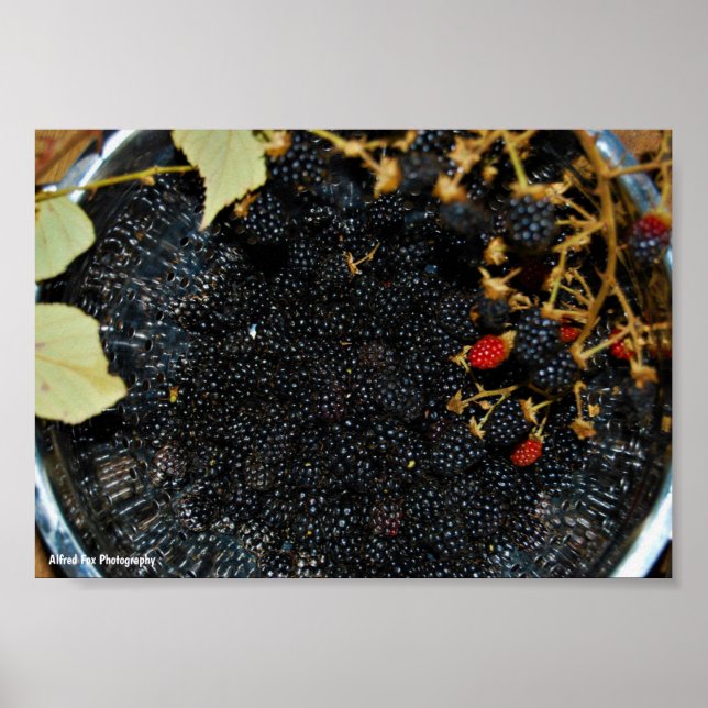 Brombeeren im Sieb Poster (Vorne)