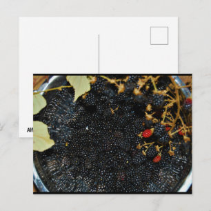 Brombeeren im Sieb Postkarte