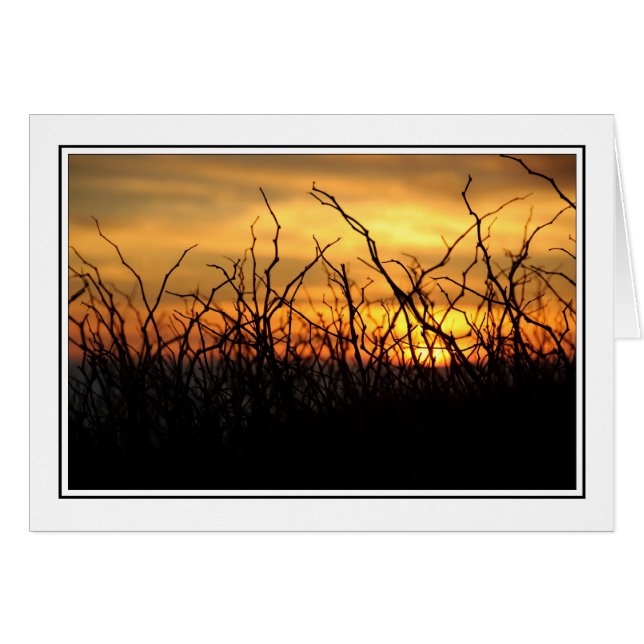 Brombeersträucher am Sonnenuntergang (Vorderseite (Horizontal))
