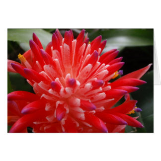 Bromeliad Blume Card