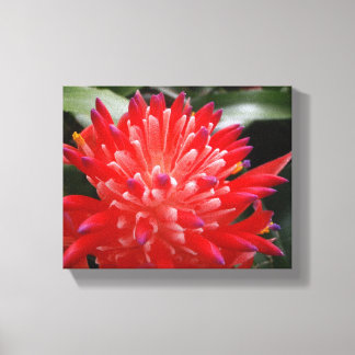 Bromeliad-Blume Leinwanddruck