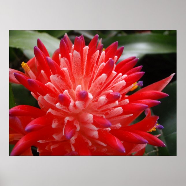 Bromeliad Blume Poster (Vorne)