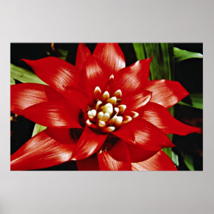 Bromeliad-Blume Poster
