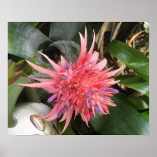Bromeliad-Blume Poster