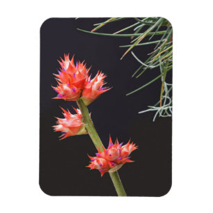 Bromeliad Blume und Stem Magnet