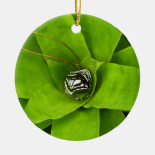 Bromeliad Green Botanical Fotografie Keramik Ornament